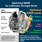 Quorinthiumax Nootropic Brain Supplement – BDNF Optimizer for Focus, Memory & Mood | Organic Lion's Mane, L-Theanine, Ginkgo Biloba & Alpha GPC – 60 Tablets (2 Bottles)