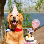 QZV 24 Pack Pastel Birthday Hats 

8-Color Cone Party Hats