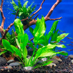 Hopzab 5 PCS Bendable Aquarium Plant Weights Anchors, Metal Aquatic Plant Holders for Live Plants