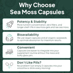 Organics Ocean Wild Meeresalgen Kapseln – 60 Kapseln | Bio Irisches Moos, Blasentang, Chlorella & Vitamin D3