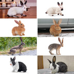 Toymany 12-Piece Easter Bunny Figures – Kids' Farm Animal Toys, Cake Toppers & Party Favors