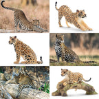 Toymany 7PCS Leopards Figurines – Realistic Jungle Family Playset & Cake Toppers